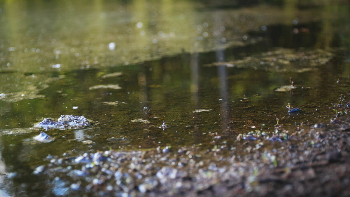     В Каменске-Шахтинском снова наблюдаются проблемы с водоснабжением, жители жалуются на воды с запахом тины и гнилья, в которой страшно купать детей, об этом горожане пожаловались в соцсетях.
