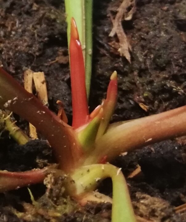 Новые ростки сейчас