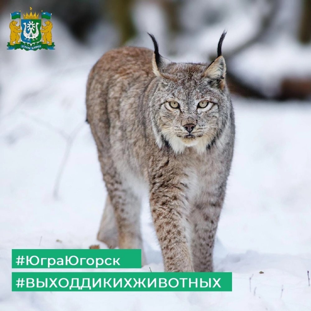    Ситуация с выходом рыси в Югорске находится на контроле департамента недропользования Югры