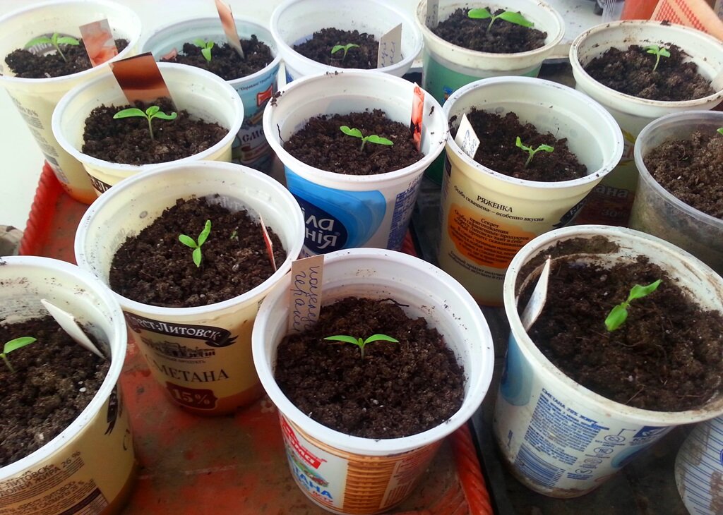 Рассада томатов