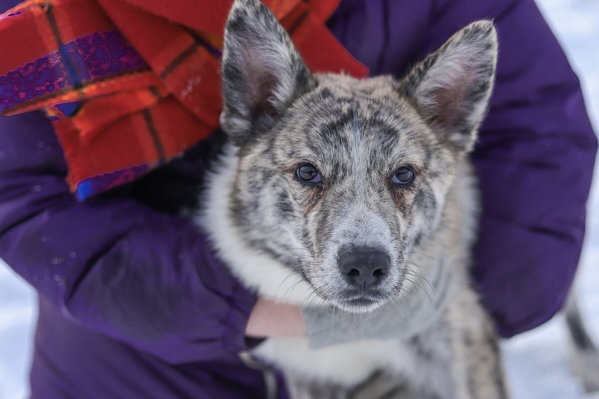 К Наде попадают разные хвосты. Вот, например, Уго. Думали, уедет быстро. Но всем он нравился только из-за красоты. Узнав о прививках, выгуле на поводке, люди пропадали. Так Уго и живет у Нади уже года как два. 