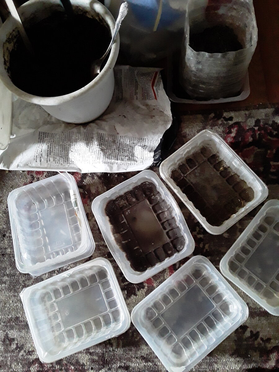 Земля покупная+зола+я её с утра пролила теплой чтоб была. Вымесила,чтоб не было комочков и всяких палочек