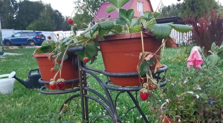    В России начнут вовлекать в оборот неиспользуемые садовые и огородные земельные участки