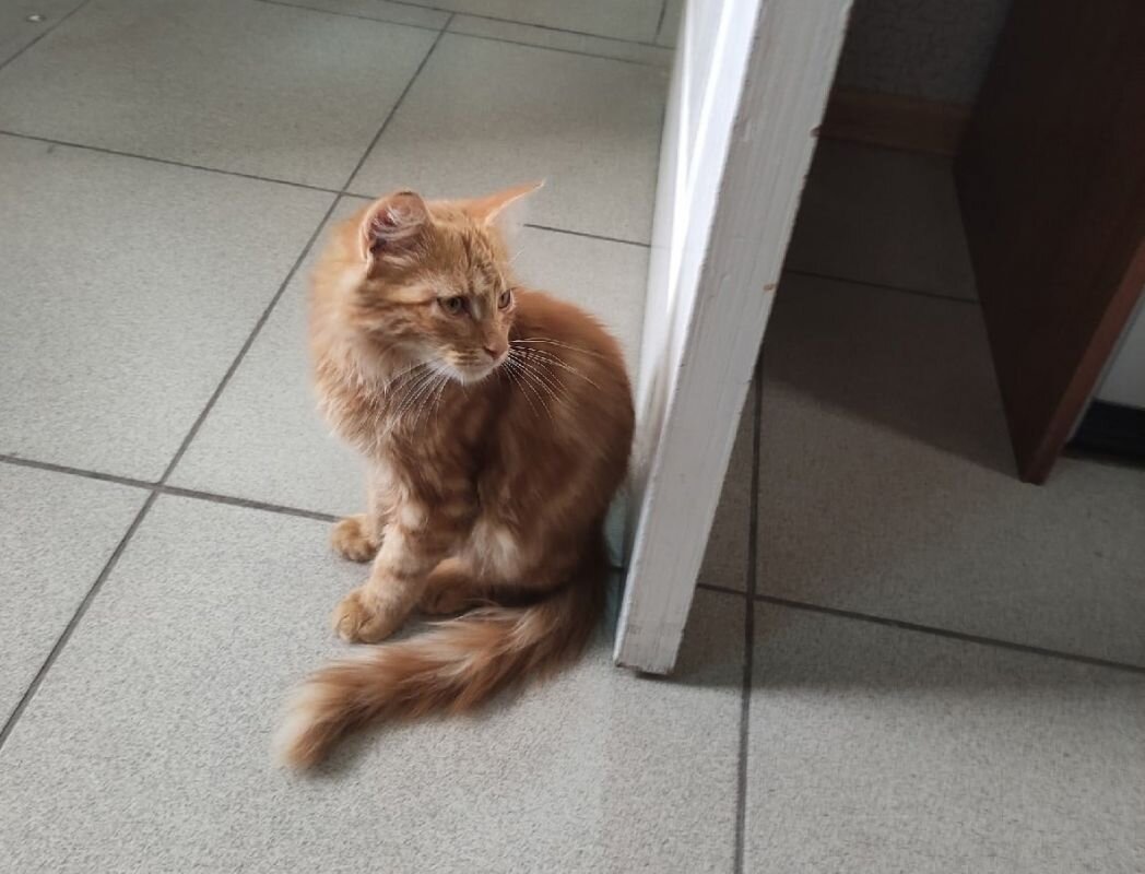    Кот Федя