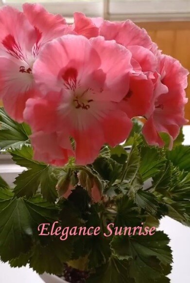 Одна из первых зацветает уже в апреле.