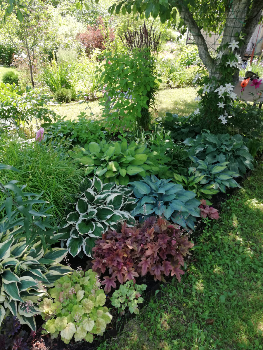 Мои хосты. По правому краю сверху вниз: Shady Affair, June, Justine, Paradise Joyce. Слева внизу - Wolverine, чуть выше - Patriot, а выше по центру - Gold Standart.