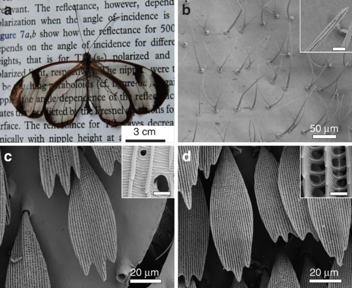 a) Сама бабочка. b) Структура прозрачной части крыла. с) Чешуйки на коричневых областях. d) Чешуйки на белых областях. 