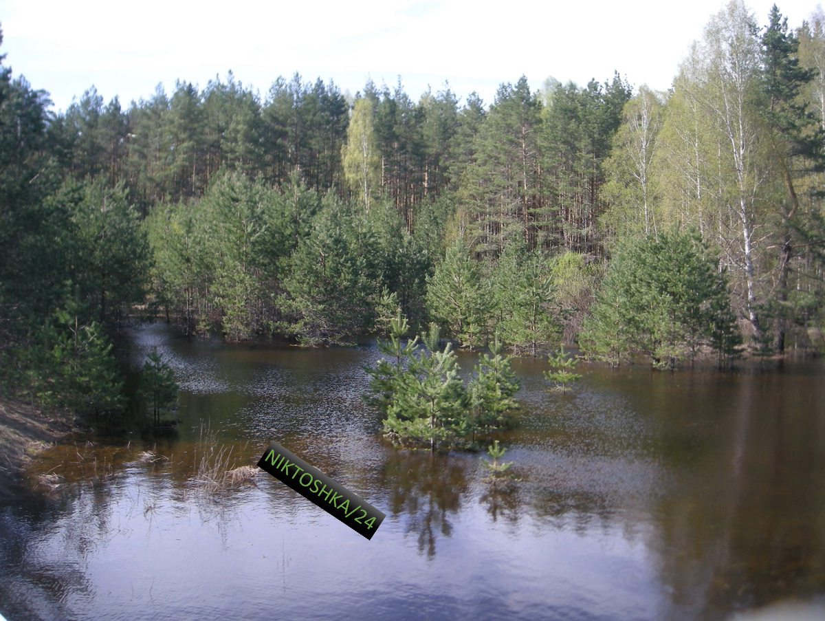 Лес пьёт водичку. Фото сделано лично мной