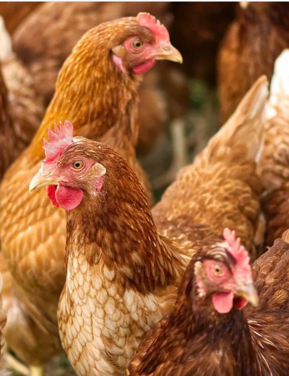 Что должно быть в аптечке для цыплят и кур? Для животных взрослого поголовья необходимы препараты против:

Зоба. Возникает в результате неправильного кормления. Это частое заболевание у поголовья бройлерных пород, которое питается некачественными продуктами.
Закупорка зоба возникает у взрослых особей, которым дают сухую пищу или цельное зерно. Нарушение развивается вследствие нехватки жидкости. При поедании мусора или некачественного питания появляется воспаление зоба. Лечение подразумевает использование растительного масла для удаления содержимого зоба. Проводится промывание низко концентрированной содой. В качестве лечения применяют средство из салициловокислого натрия, формалина и марганцовки.

Кандидоза, воспалительных процессов. Кандидоз – нарушение грибковой природы, возникающее у животных в период первых 60-ти дней жизни. На птицефабриках зараженных кур выбраковывают. Оставшиеся животные получают с кормом Леворин и Нестатин. Для аэрозольного распыления подходит Амфотерицин. Для выпаивания поголовья требуется медный купорос в пропорции 1:2 тыс.
Инфекционных расстройств, отравления. Признаком этой категории нарушений является жидкий стул. Для детоксикации используют промывание с раствором марганцовки малой концентрации. Применяют антибактериальные средства (фурагин, левомицитин, гентамицин) с целью устранить инфекции.
Сальмонеллез. Поголовье получает прививку, однако отдельным особям требуется усиленная профилактика и лечение витаминными комплексами, антибиотиками.
Вшей, власоедов – насекомые, которые портят оперение. Птичники осуществляют регулярную очистку перьев. Требуется обработка аэрозолями и пудрами (дельтаметрин). В конце сезона выполняется полная дезинфекция курятника.
Паразитов. Каждые 3 месяца животным меняют подстилку. Птицы получают противогельминтные средства (пирантел, пиперазин).
Среди популярных антибиотиков в аптечках для домашней птицы можно назвать фталазол, биомицин, квинокол, сульфадимезин и ципрофлоксацин. В числе востребованных пробиотиков и витаминов – ПАБК, моноспорин, чиктоник и ацилакт. Полезные пробиотики для нормализации микрофлоры ЖКТ – колибактерин и бифинорм. Важно с особой осторожностью назначать медикаменты молодняку, несушкам и особям к убою.