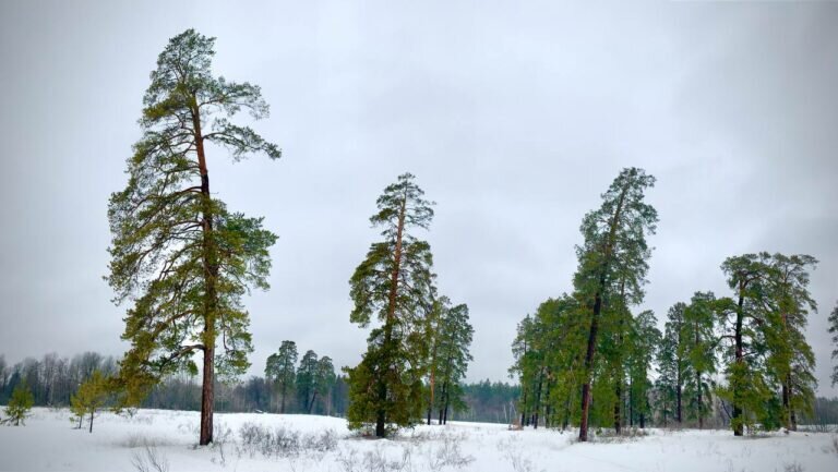    В Бузулукском бору ждут прилета грачей в середине марта Белов Михаил Александрович