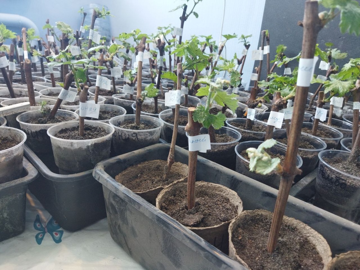 Некоторые саженцы из первой партии пустили корни и уже направились в емкости с грунтом.