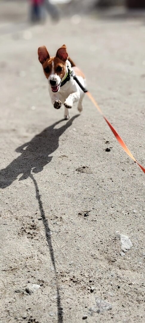 Оська на прогулке