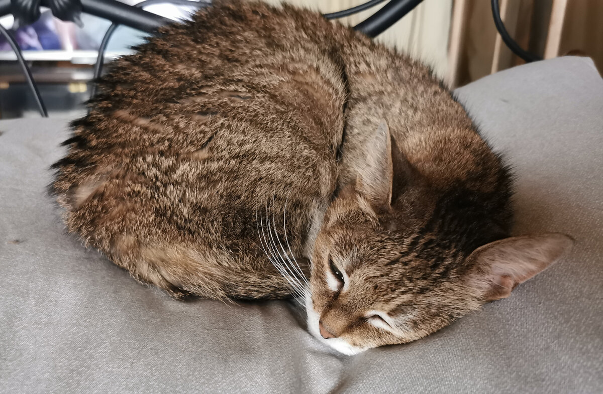 Семечка. Фото из личного архива автора.