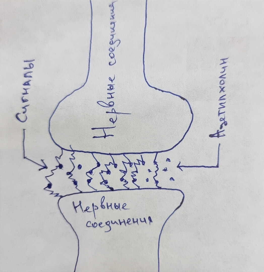 Как я это понимаю, чем больше ацетилхолина в нервных соединениях тем лучше проводимость сигналов.