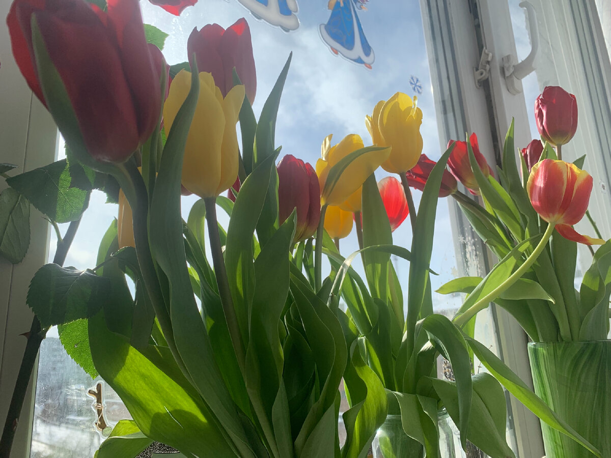 Мои цветочки