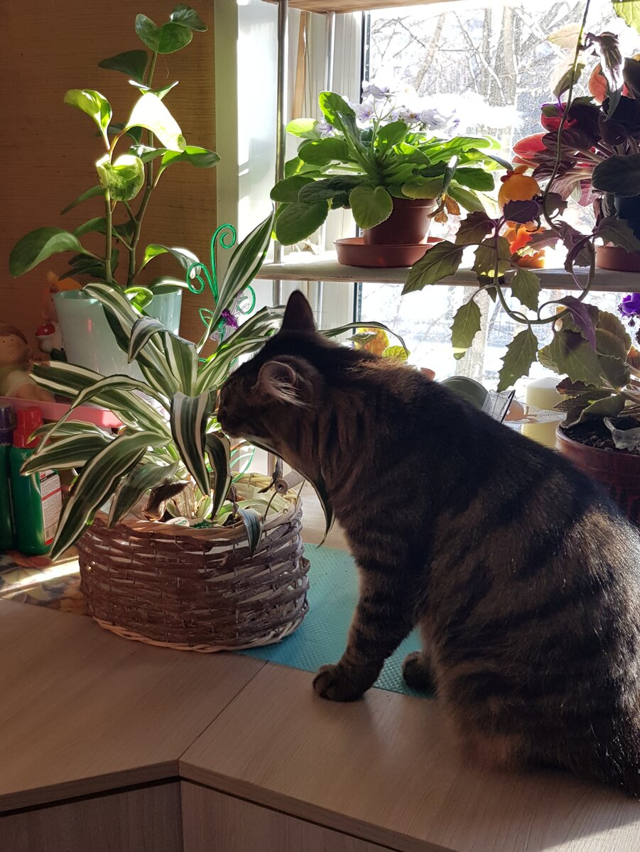 любопытный нос