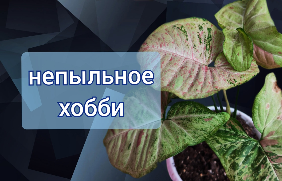 Сингониум сорта "Конфетти триколор".