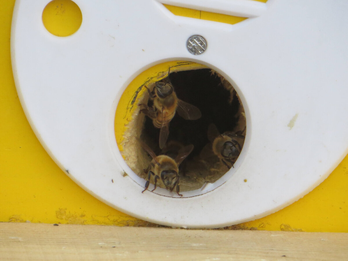 Мои первые пчелы. Карника