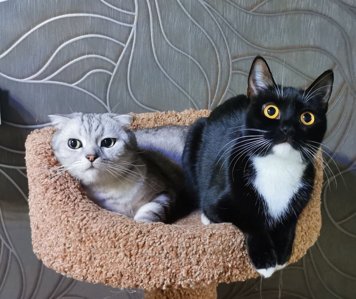 
Чтобы питомец оставался энергичным и любознательным, его шерсть была гладкой, а зубы — крепкими, важно, чтобы основу рациона составлял белок животного происхождения