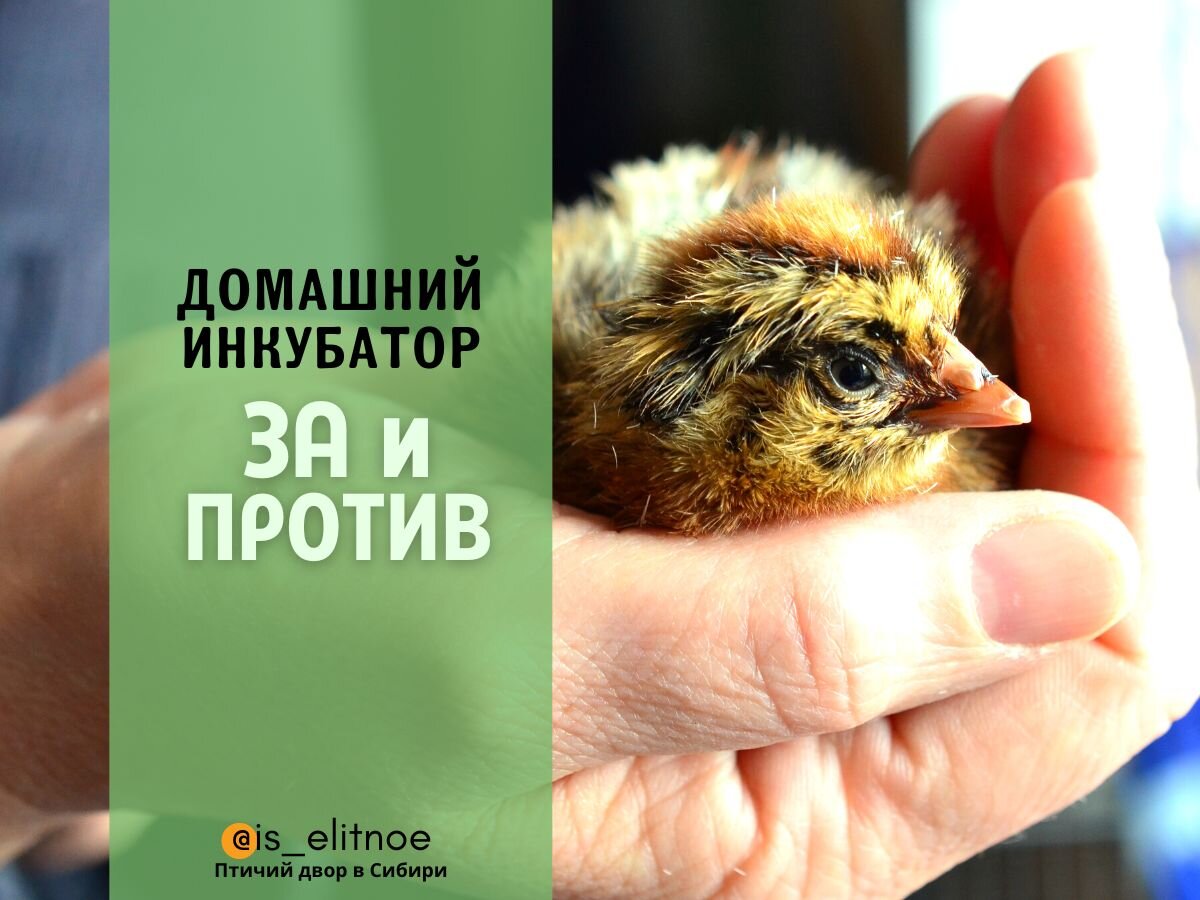 Инкубаторы для выведения цыплят купить в Санкт-Петербурге ✔ цена от рублей