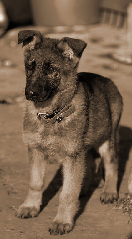 фото из интернета