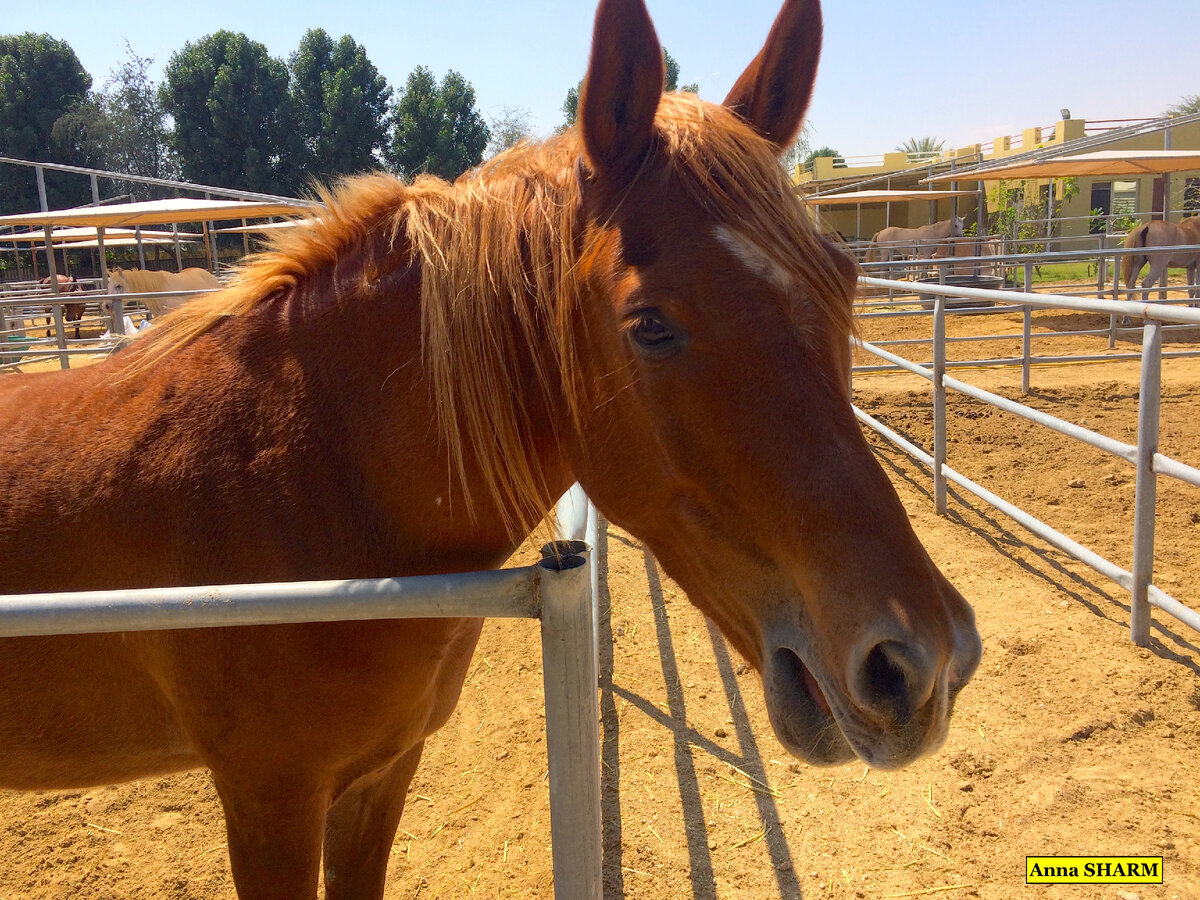 Выносливые и адаптированные к пустыне лошади