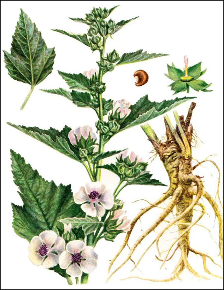 1 диков нка растень це. Алтей лекарственный (Althaea officinalis). Алтей лекарственный (Althaea officinalis l.). Алтей Фармакогнозия. Алтей лекарственный гербарий.