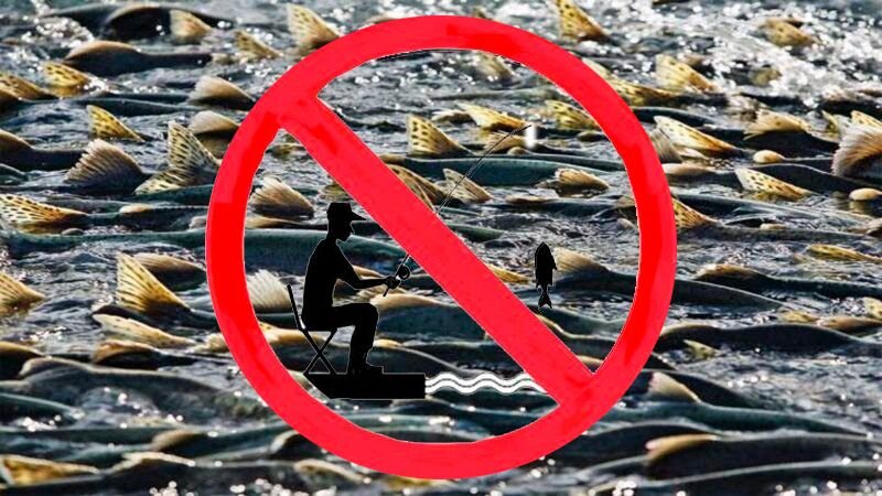 Фото с сайта: https://blogdlarybaka.ru