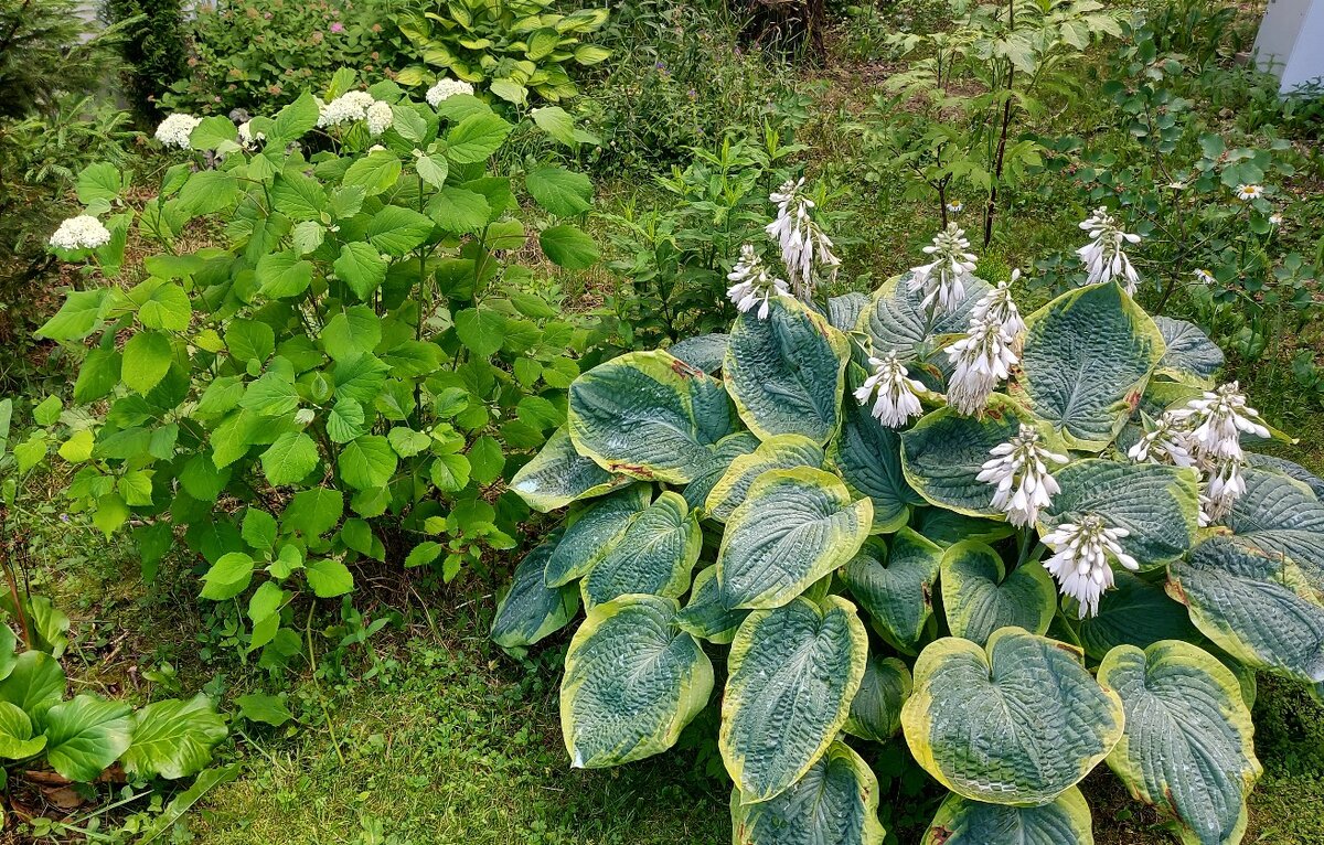 Хоста Frances Williams на солнечном месте