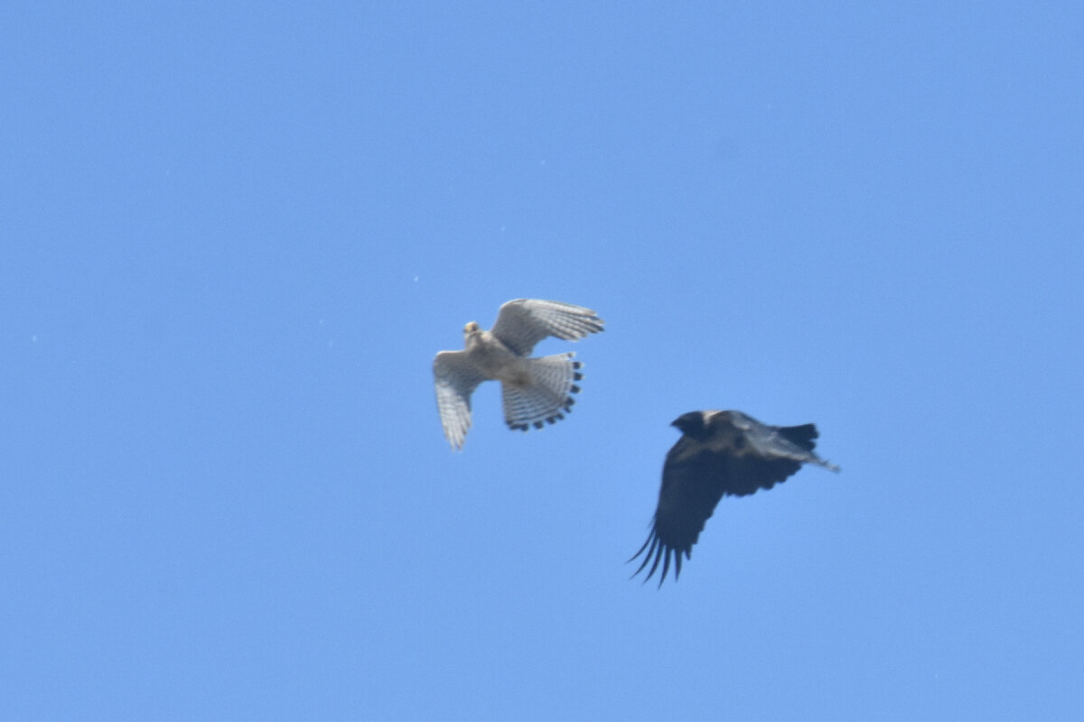 Ворона гонится за пустельгой. Фото С.Т. Комарова