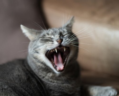 5 симптомов зубной боли у кошек- как понять, что у кошки болят зубы | Лапа  помощи | Дзен