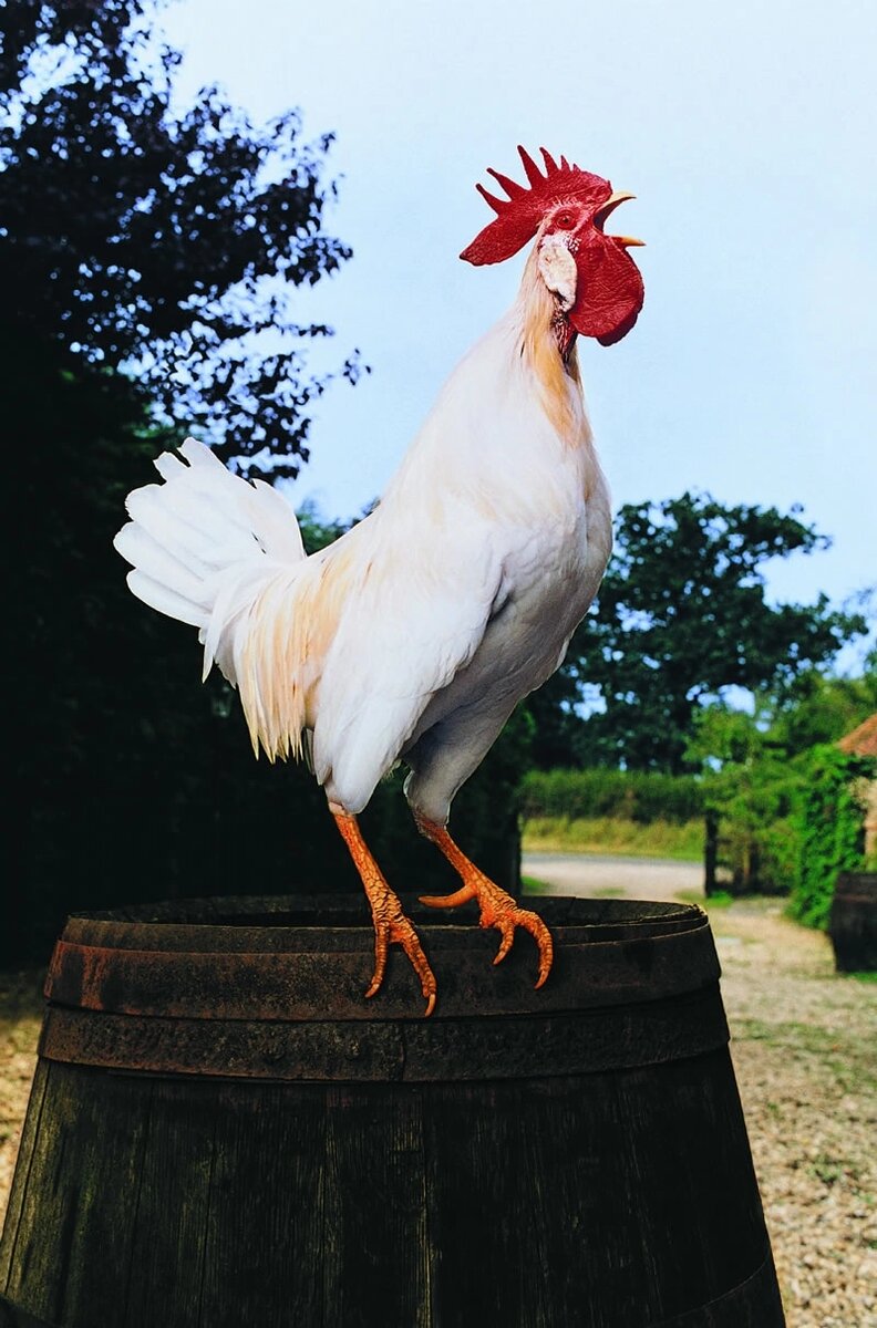 Фото из интернета, из разных источников. На авторство не претендую.