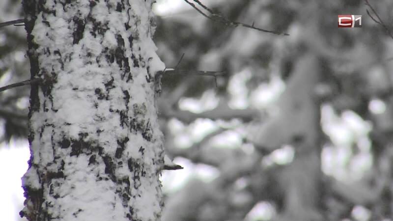    Предприятие в Югре обязали восстановить десятки гектаров вырубленного леса