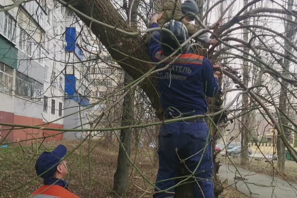     Липецкие спасатели сняли с дерева 9-летнего мальчика  Пресс-служба ГО и ЧС Липецка.