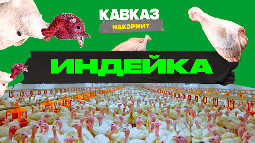 Индейка | Кавказ накормит