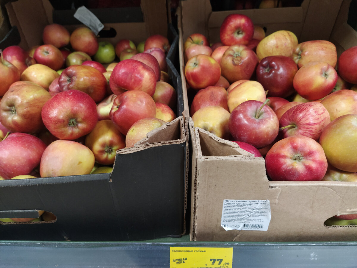 Яблоки сорта «Новый урожай»