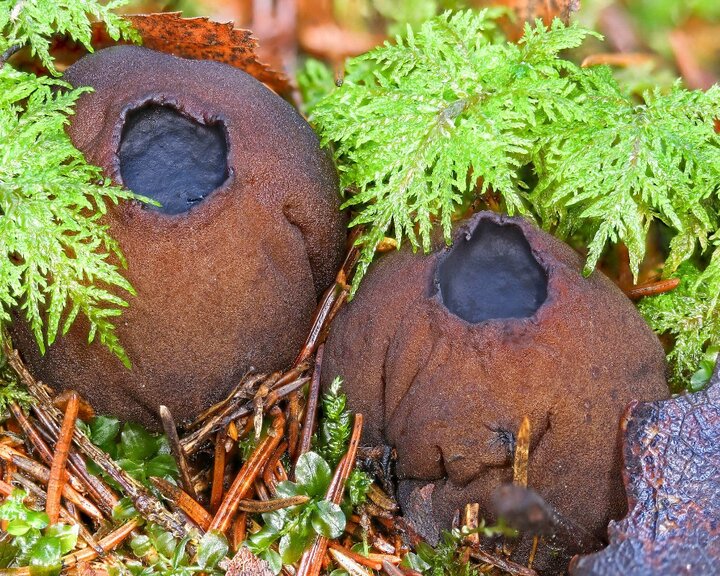 Unbelievable Benefits of Mushrooms: 6 Amazing Discoveries That Will Change the W