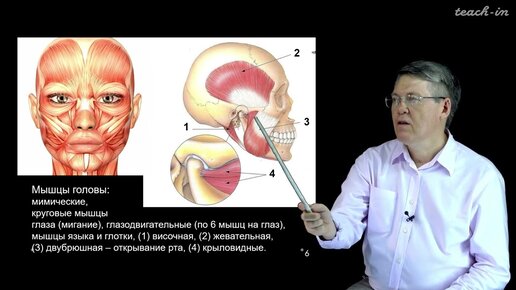 Дубынин В. А. - 100 часов школьной биологии - 1.3. Мышцы и движения