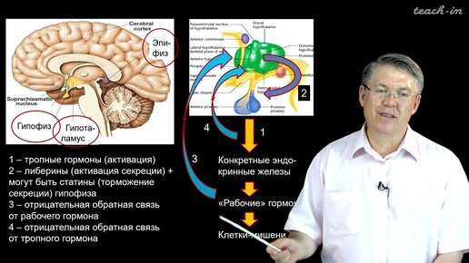 Download Video: Дубынин В. А. - 100 часов школьной биологии - 1.13. Эндокринная система. Часть 1