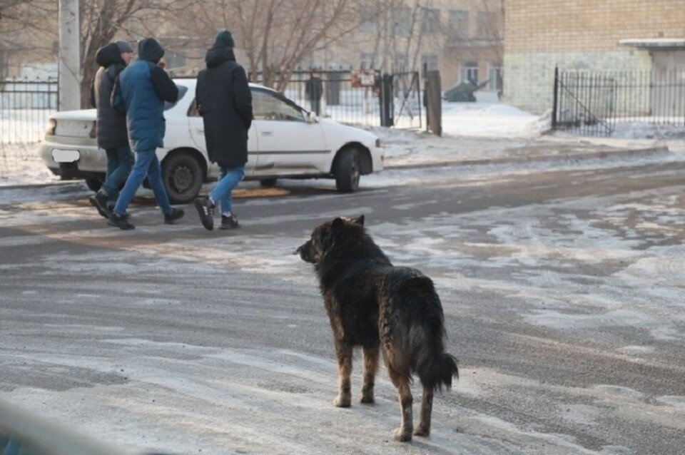    Ребенка после нападения собак госпитализировали ЛЕНЦ Мария | Архив КП