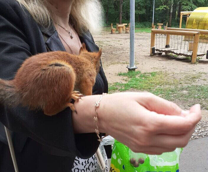 Фото сделано летом прошлым. Но белки живут там всегда.