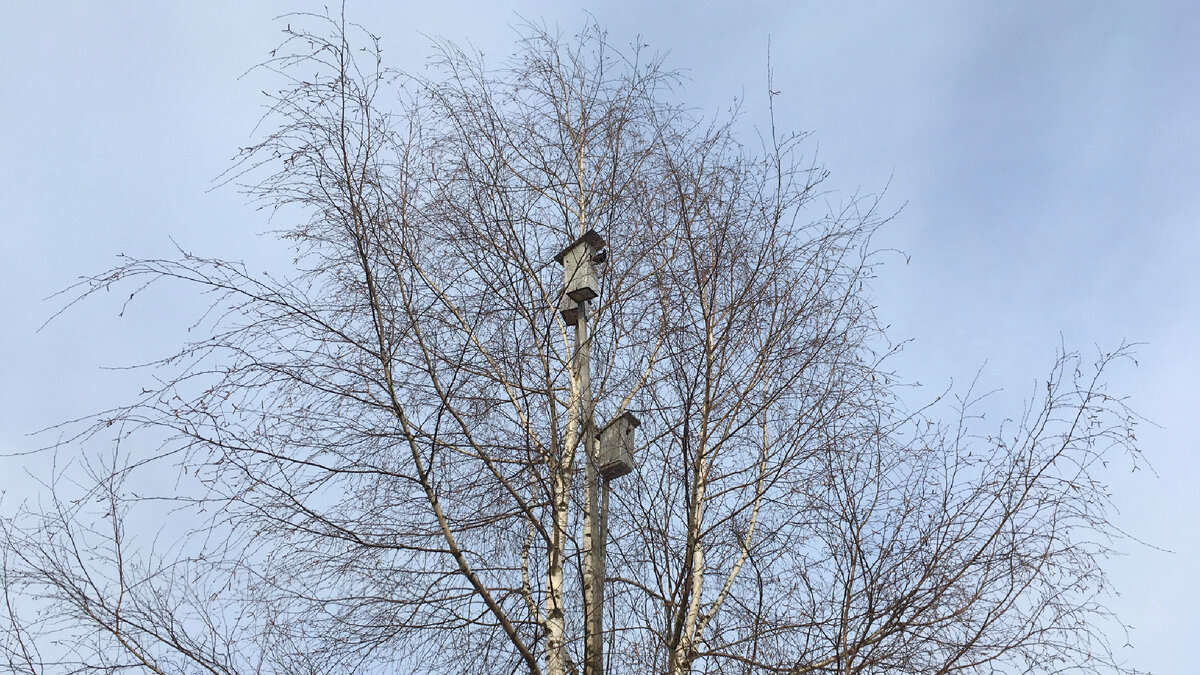 Мои скворечники