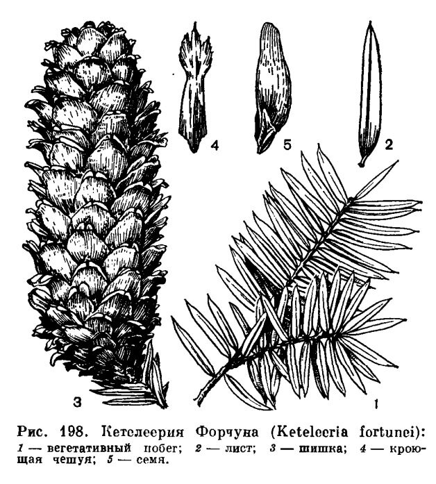 Побег сосны рисунок