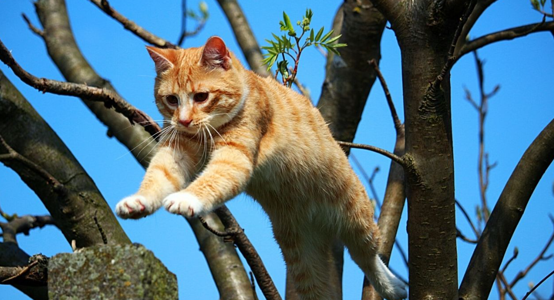 Сен кот. Котенок на дереве. Рыжий кот на дереве. Рыжая кошка. Кошки лазают по деревьям.