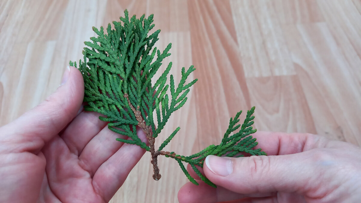 Обрываю на черенке нижние побеги. Фото автора.