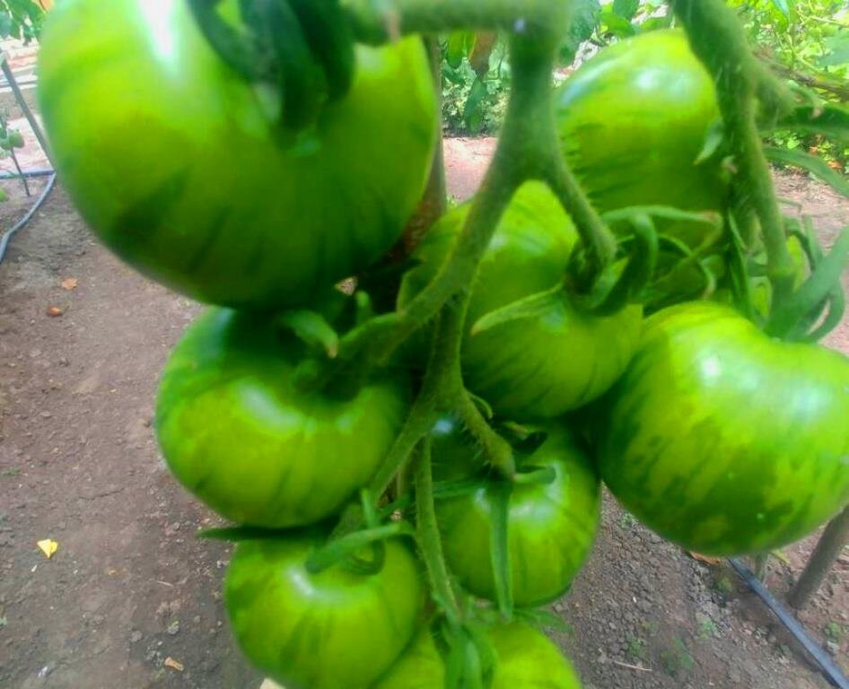 Мои томаты