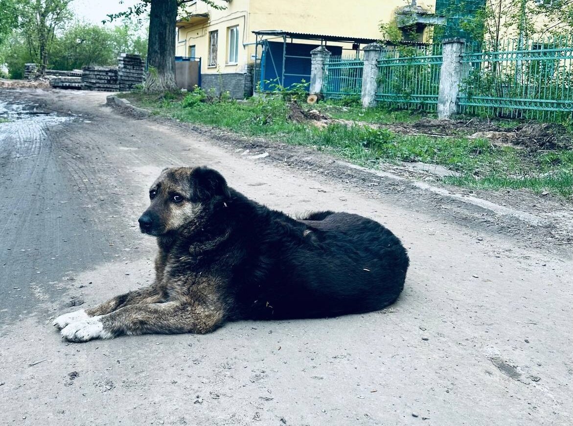    Пес появился у входа в больницу более 15 лет назад Арина Полтанова