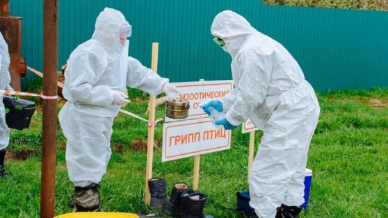    Высокопатогенный грипп птиц обнаружили у погибших чаек в Ижевске Ирина Петрова