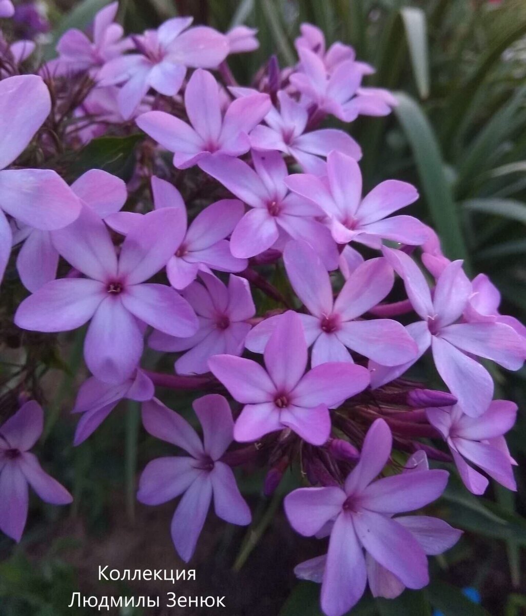 Флоксы деление. Флокс делила. Флокс делила фото.