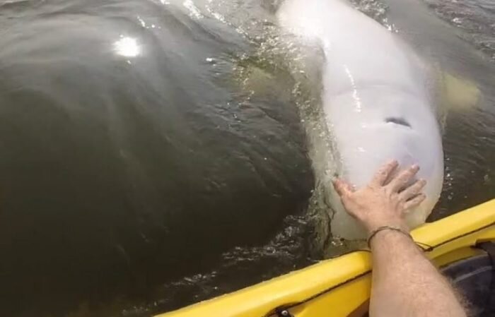 Инглиш смог своими глазами увидеть красоту этих существ. (Image: Paul English)